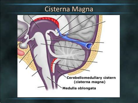 cisterna magna function